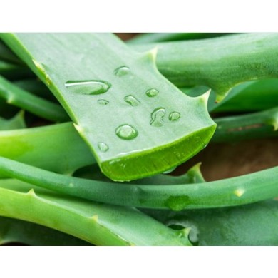 ALOE VERA 12kg
