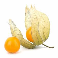 PHYSALIS 100Gx12